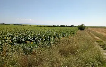 Auction image Farmland