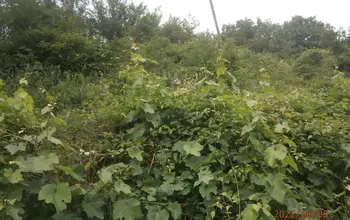 Auction image Land for building