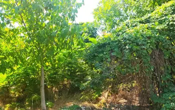 Auction image Land for building