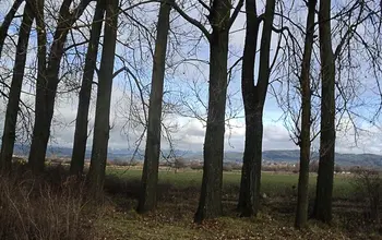 Auction image Woodland