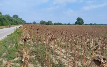 Auction image Farmland