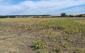 Auction image Farmland