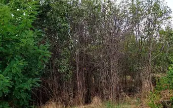 Auction image Land for building