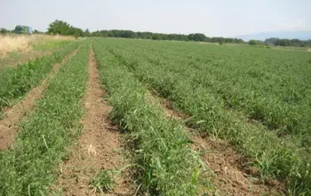 Auction image Farmland