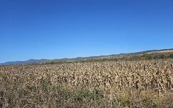 Auction image Farmland