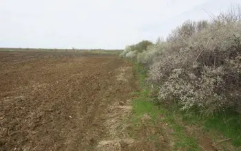 Auction image Farmland