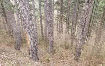 Auction image Land for building