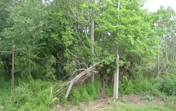 Auction image Парцел (ПИ, УПИ, двор)
